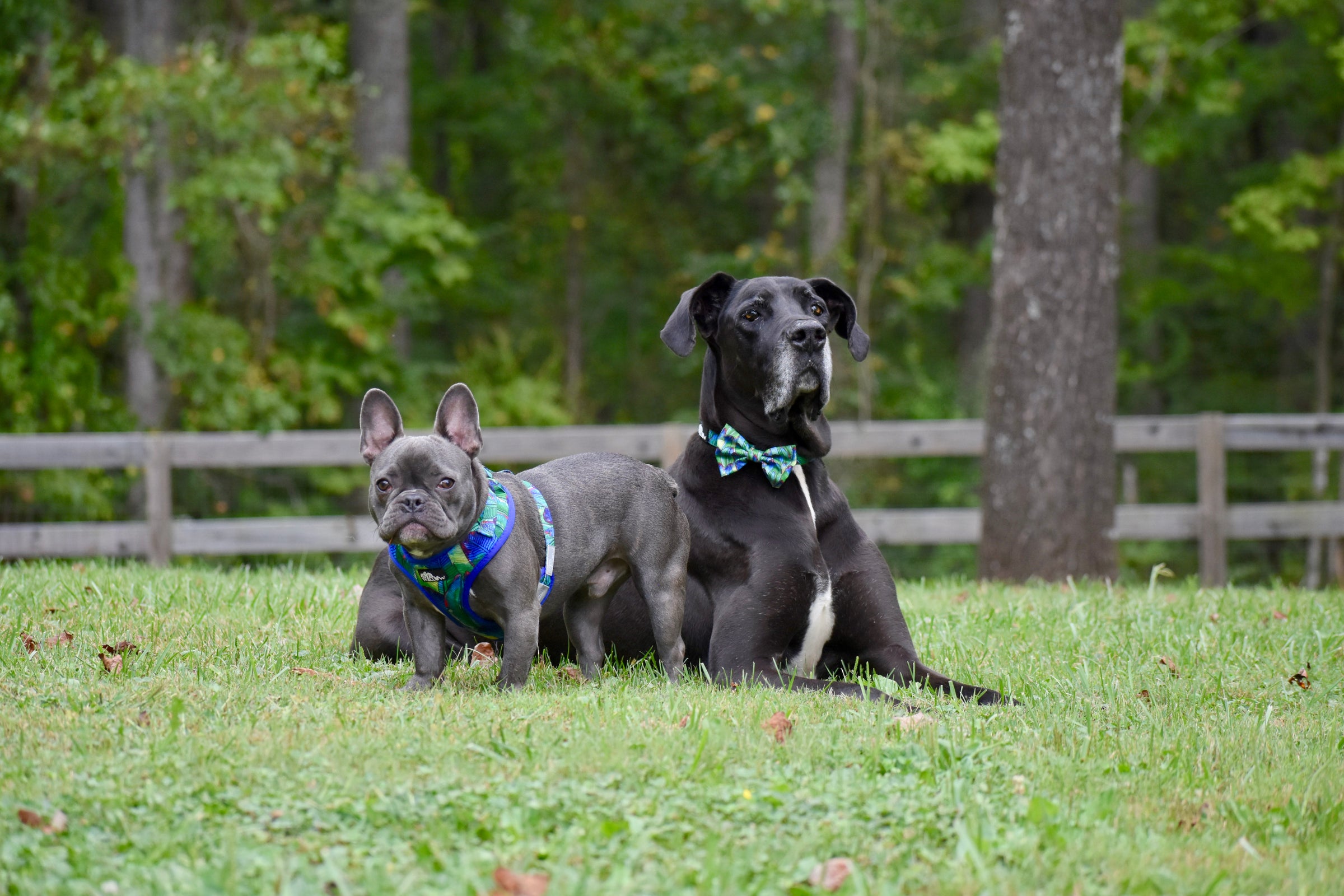 Pet store willow lawn hotsell